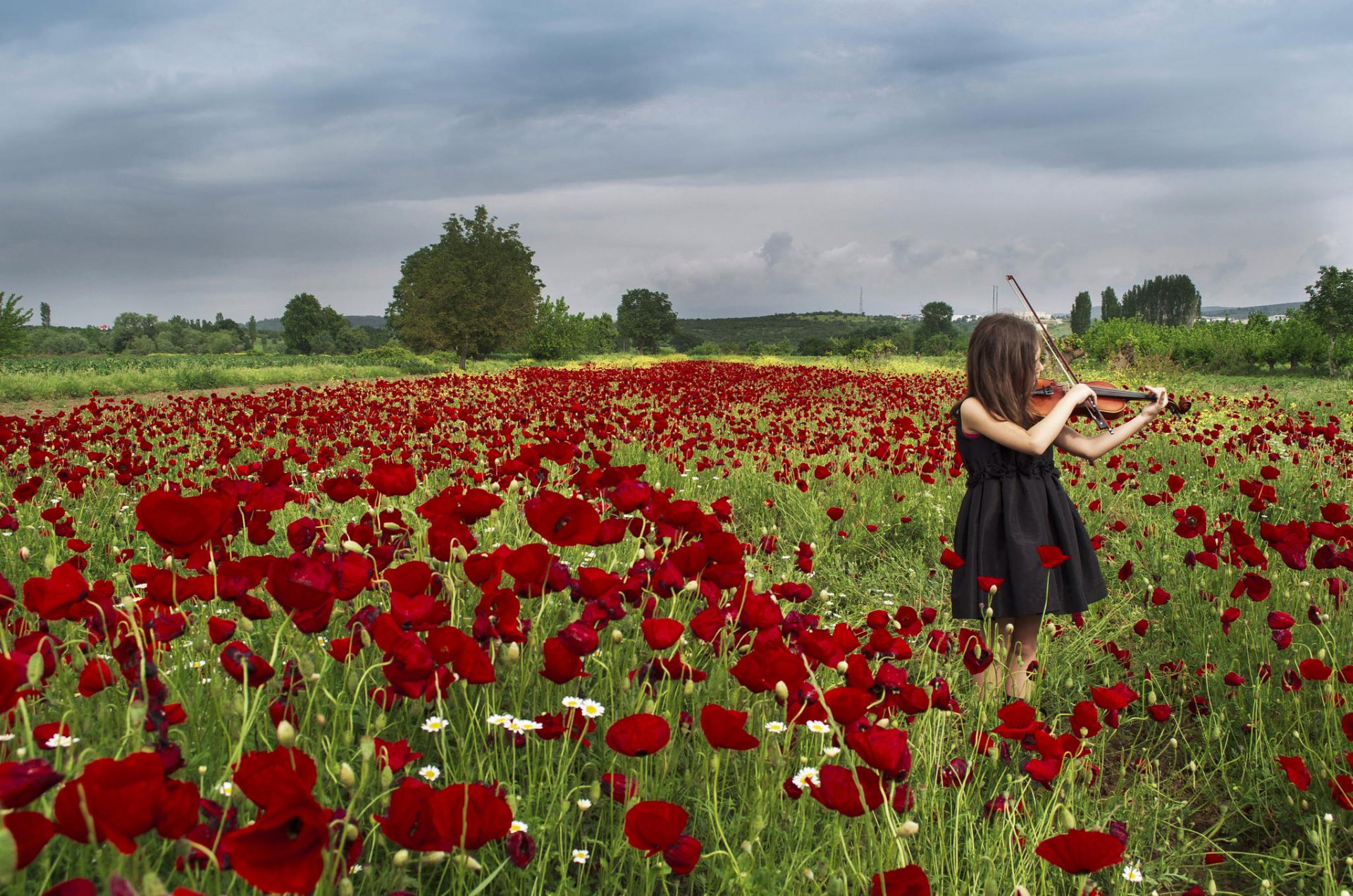 fille violon coquelicots petit violoniste