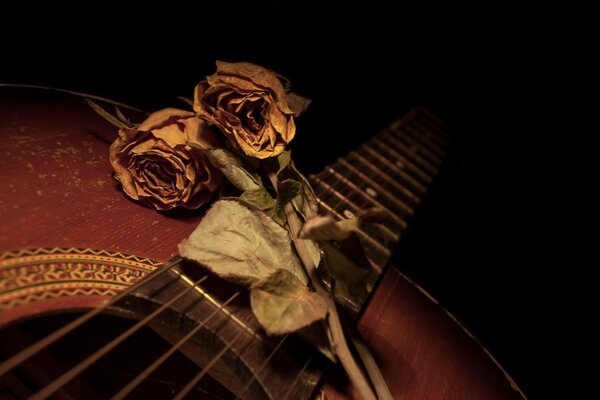 Due rose appassite sulla chitarra