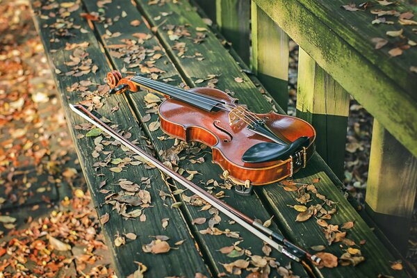 Música de violín en un banco de otoño