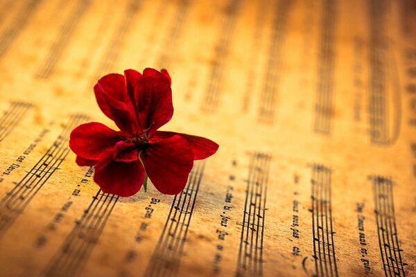 Flor roja en una hoja con notas