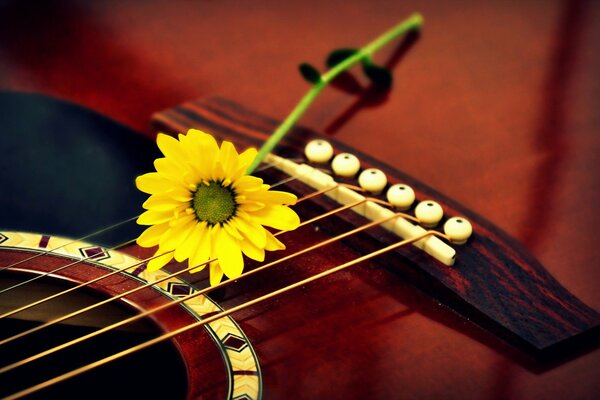 Makrofoto einer Blume auf den Saiten einer roten Gitarre