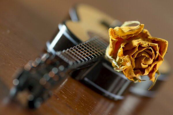 Guitarra con una rosa en las cuerdas