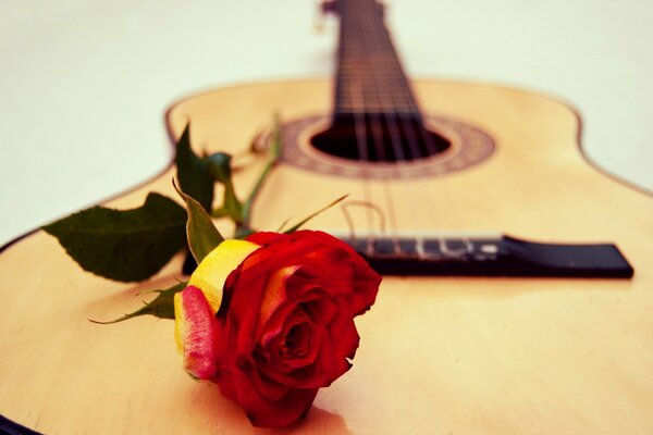 En la guitarra se encuentra una rosa amarilla y roja