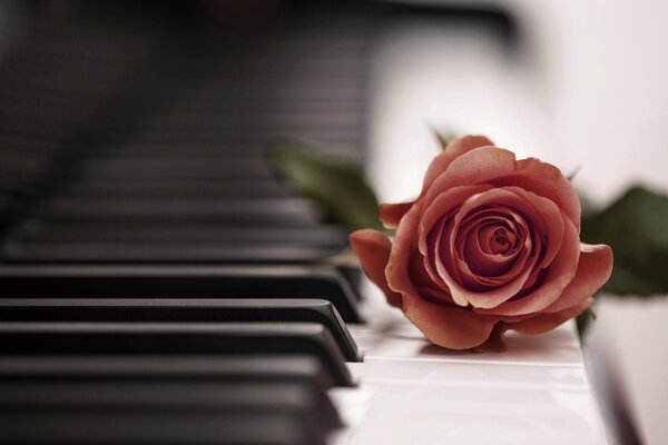 Red rose on piano keys