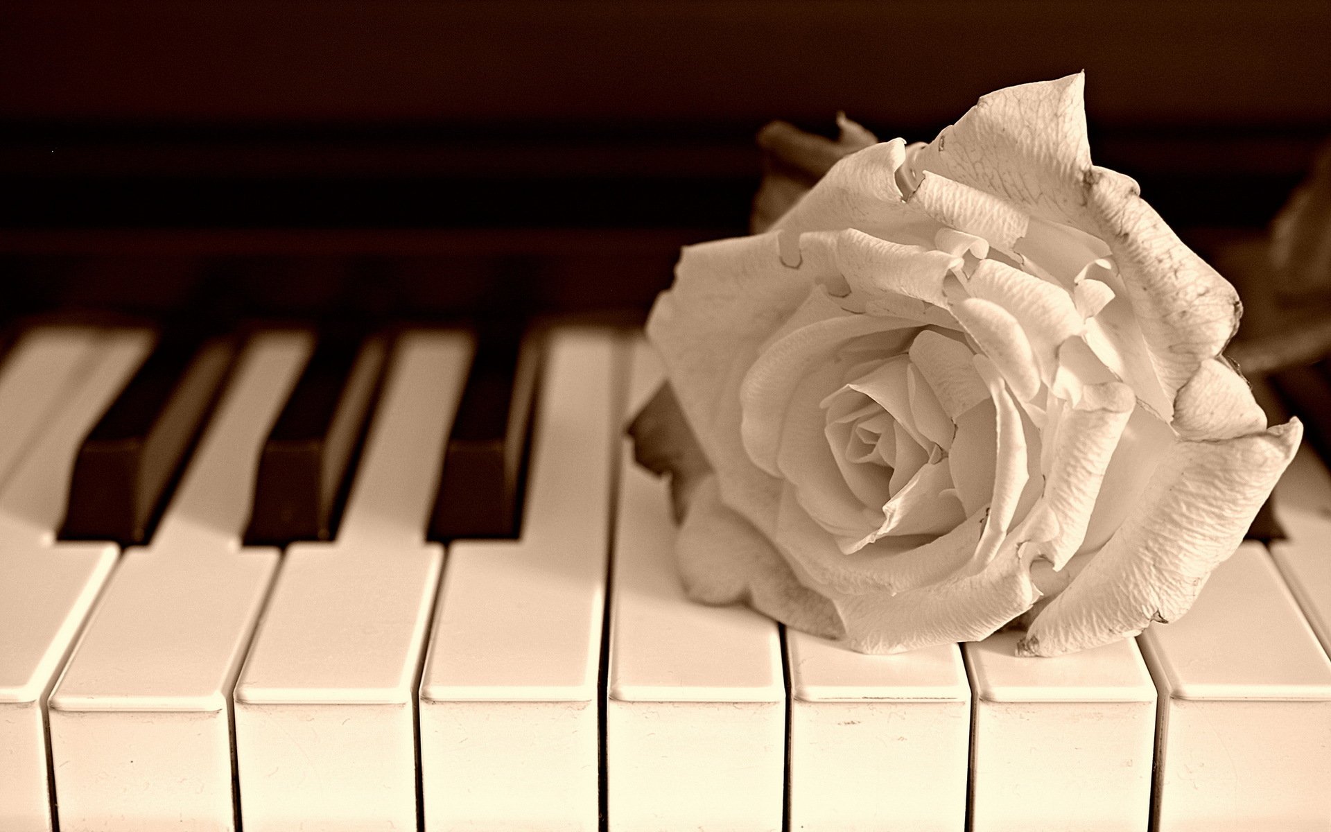 fleur rose piano musique