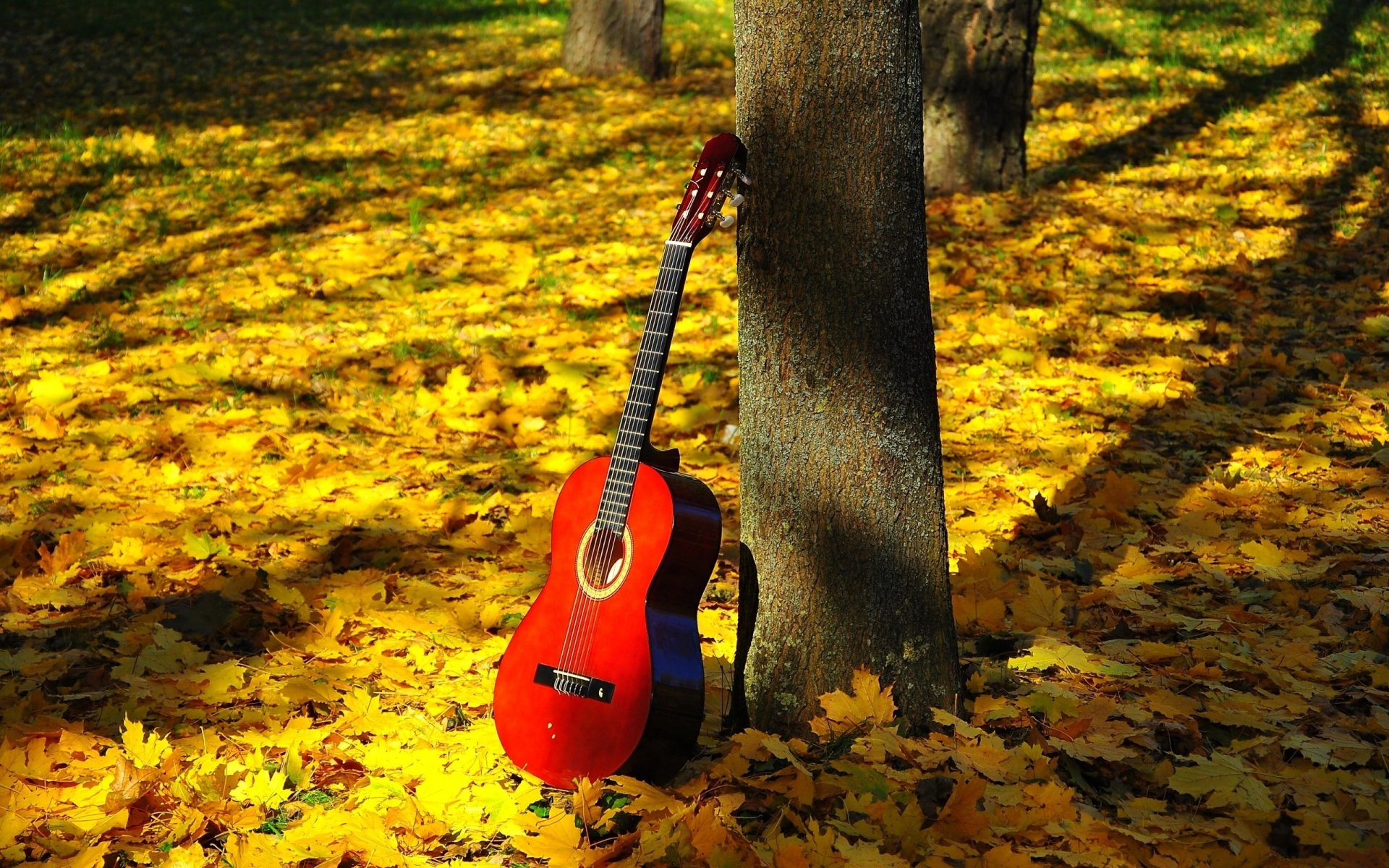 gitara czerwony płyta rezonansowa podstrunnica progi struny natura harmonia światło cień las drzewo pień liście jesień liście nastrój teksty poezja stan inspiracja