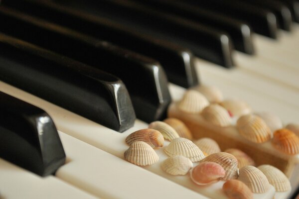 На черно белых клавишах рояля ракушки