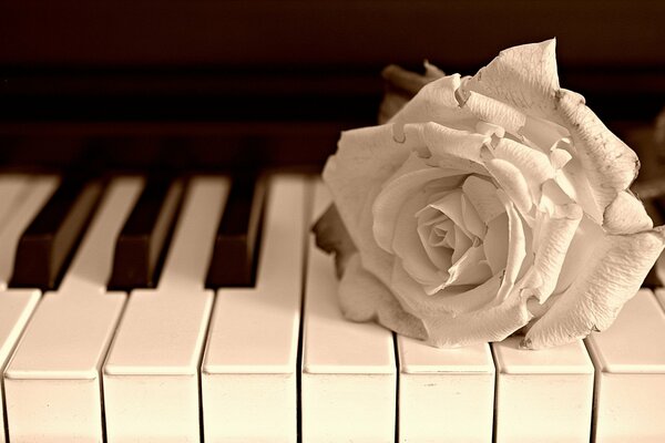 Beautiful photo of a piano with a rose