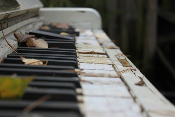 Foglie sul tasto del pianoforte in natura