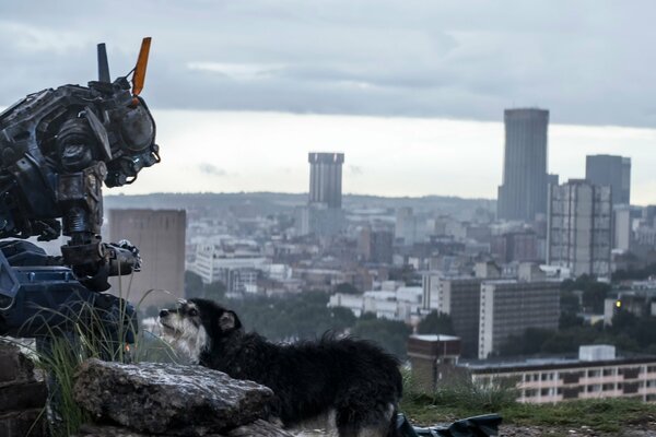 Robot nommé Chappie avec un chien sur le fond de la ville