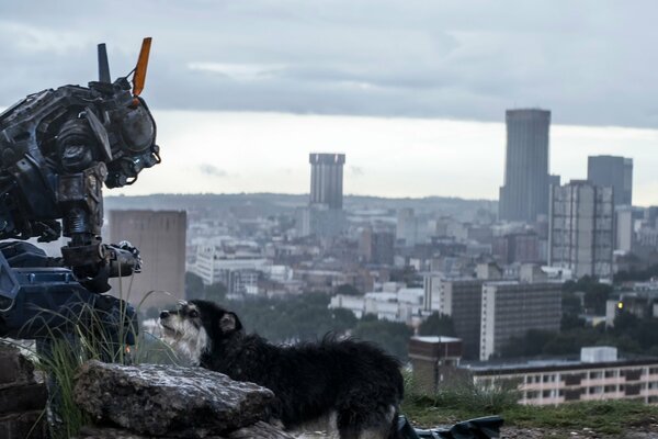 Робот по имени Чаппи с собакой на фоне города