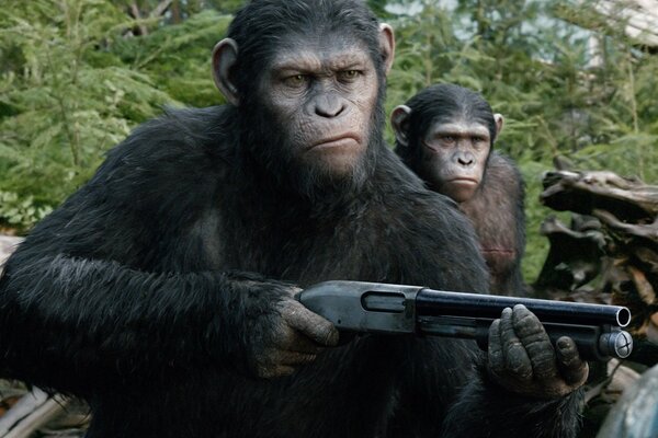 The monkey is holding a shotgun