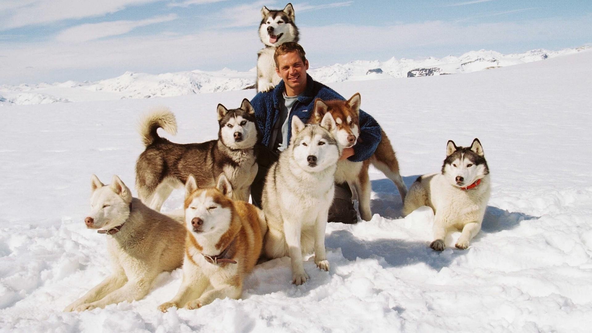 white niewola eight below paul walker max maya shorty jack dewey truman buck shadow