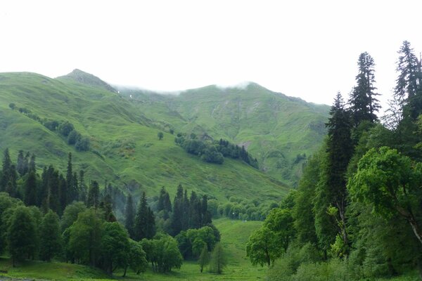 Green hills with trees