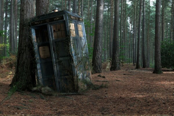 Blaue Telefonzelle der Tardis im Pinienwald