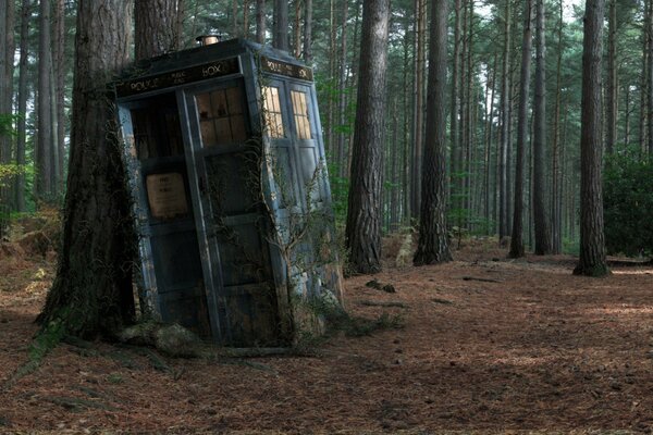 Blue Tardis Phone Booth in a pine forest