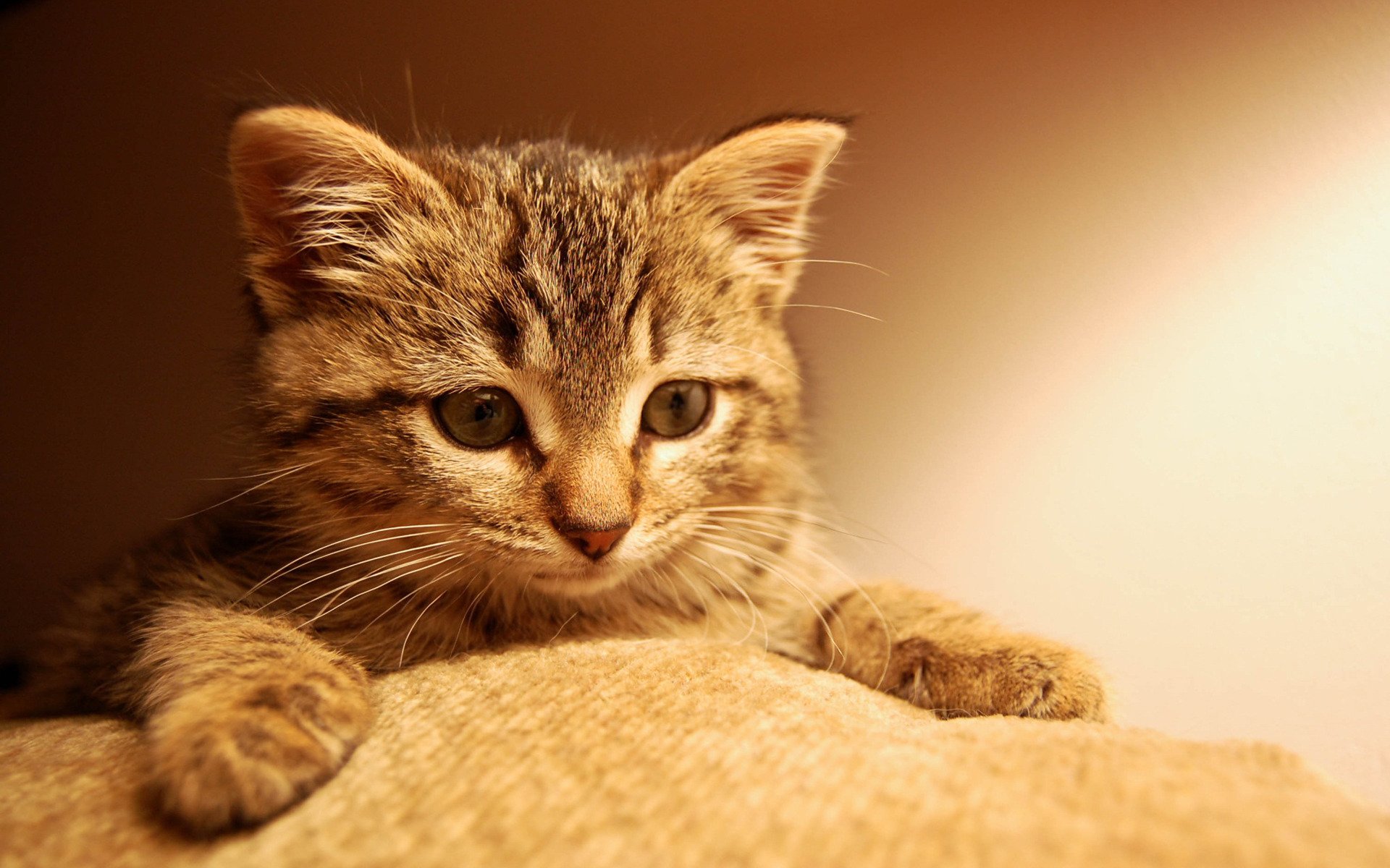 gato gatito cara patas ojos mirada