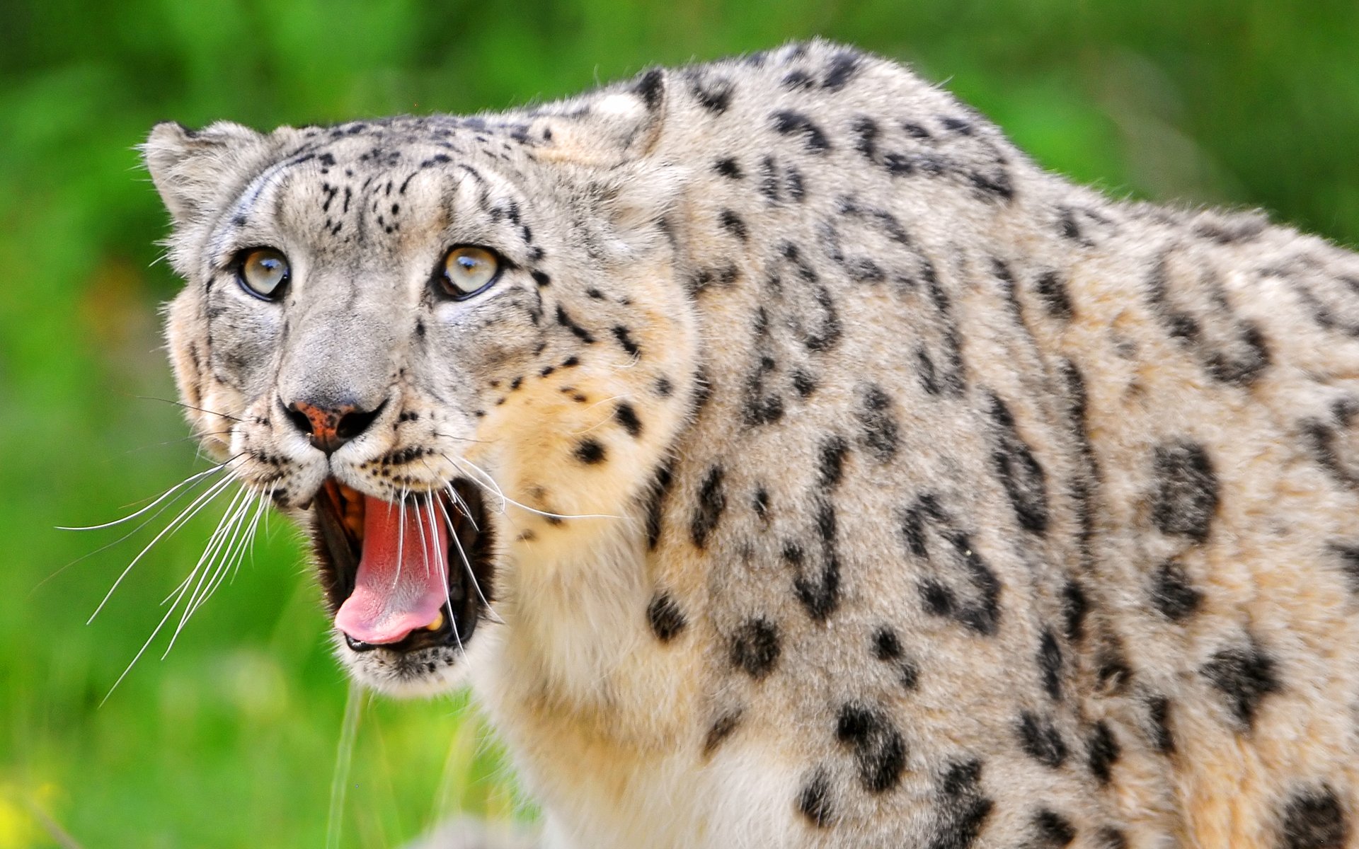 now leopard leopard snow leopard predator