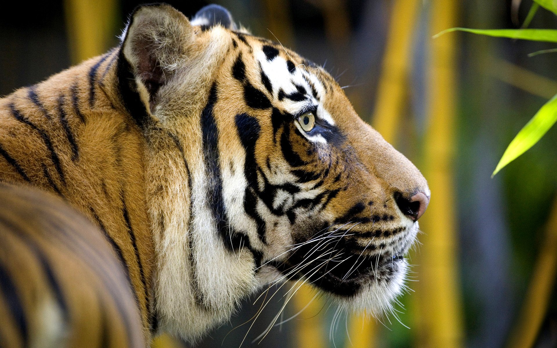 animal salvaje gato tigre depredador cabeza perfil hocico bigote selva hojas bambú pelaje color lana rayas