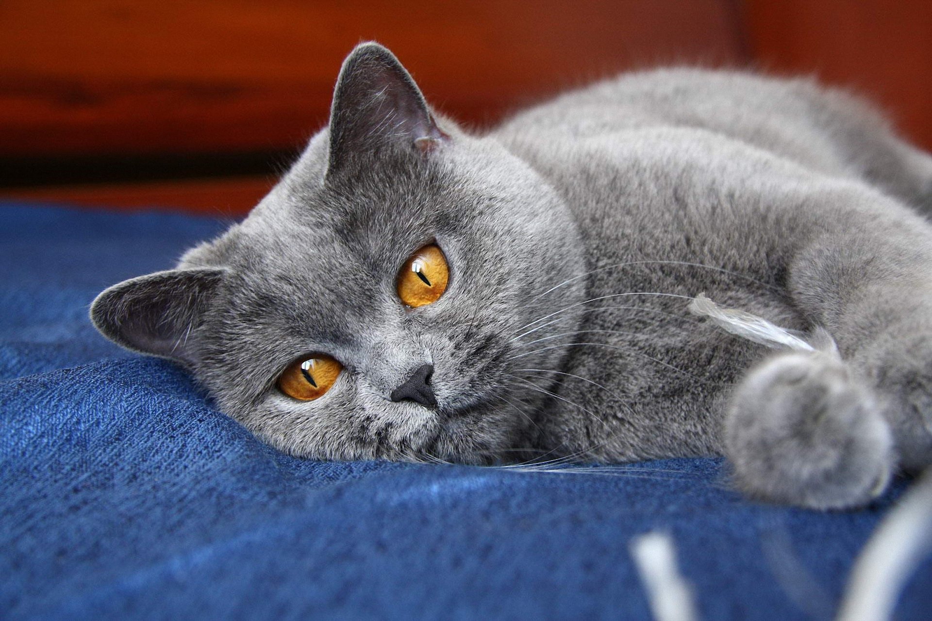 yeux chat chat gris pattes oreilles