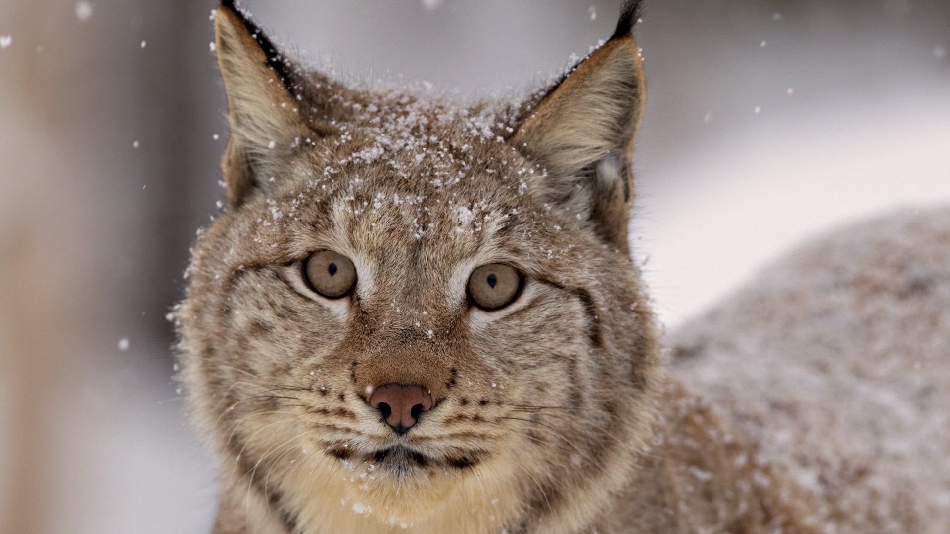 lynx vue neige