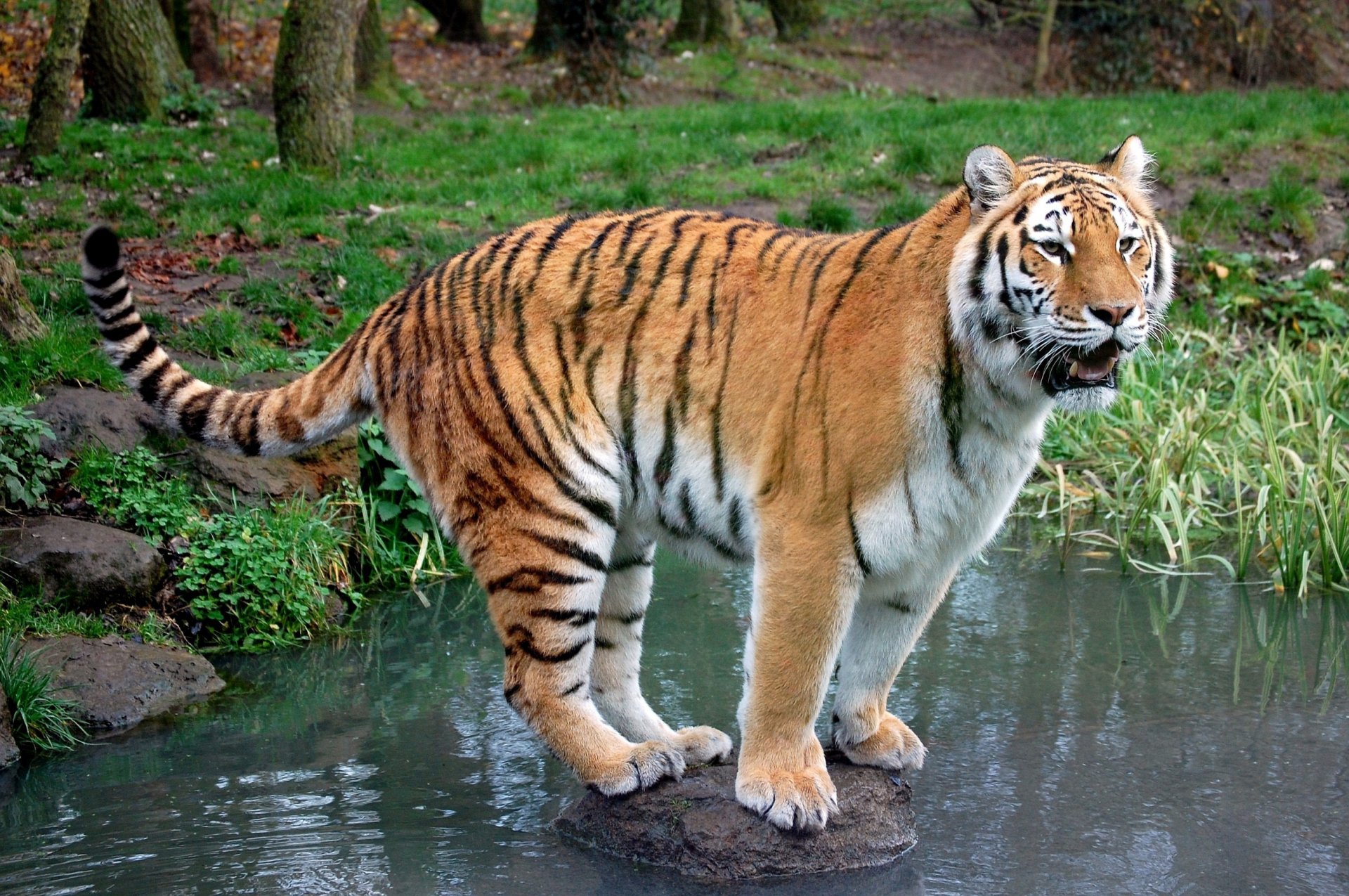 tigre prédateur pierre ruisseau