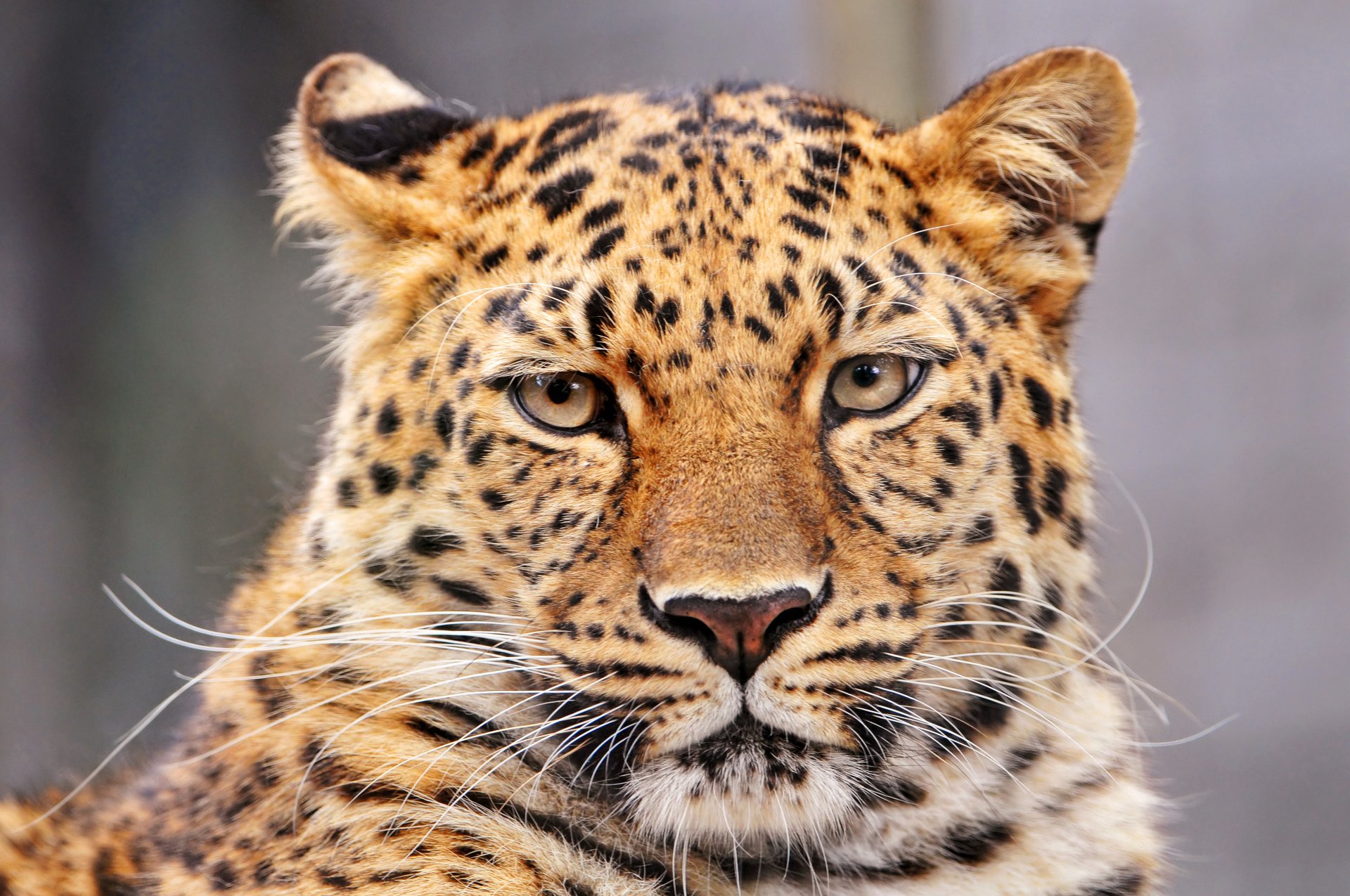 leopard leopard panther pardus-panther große katze