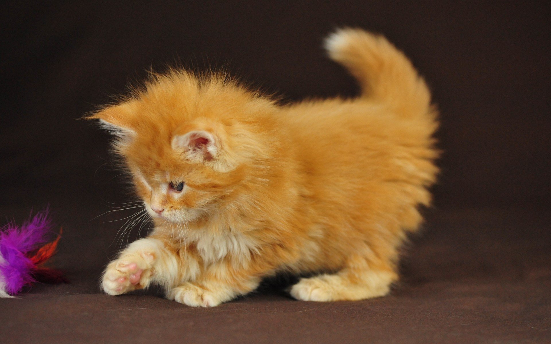 bambino fluffy gatto