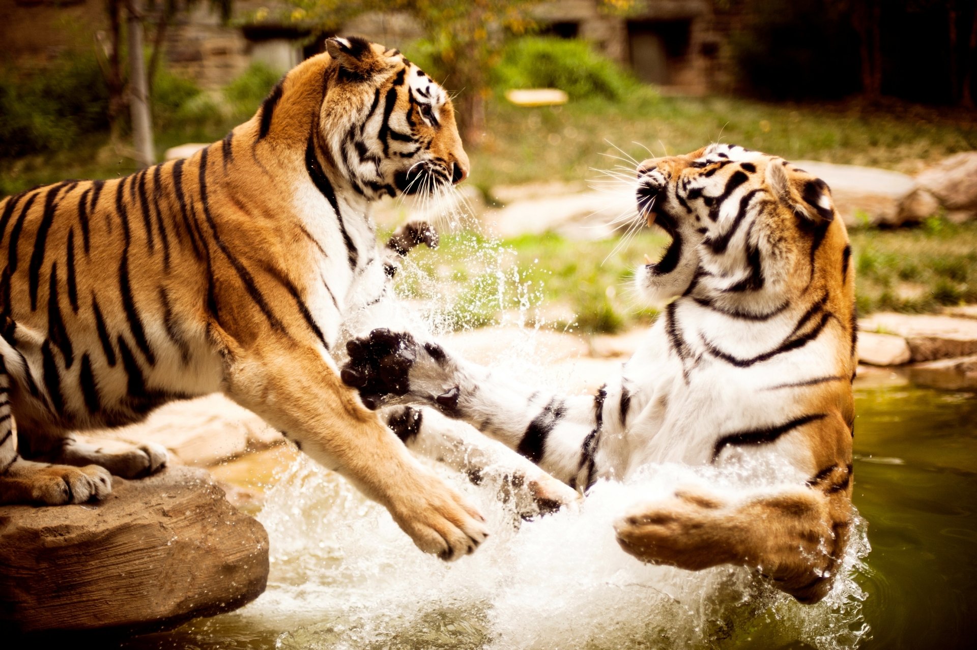 water tigers nature animals wallpaper