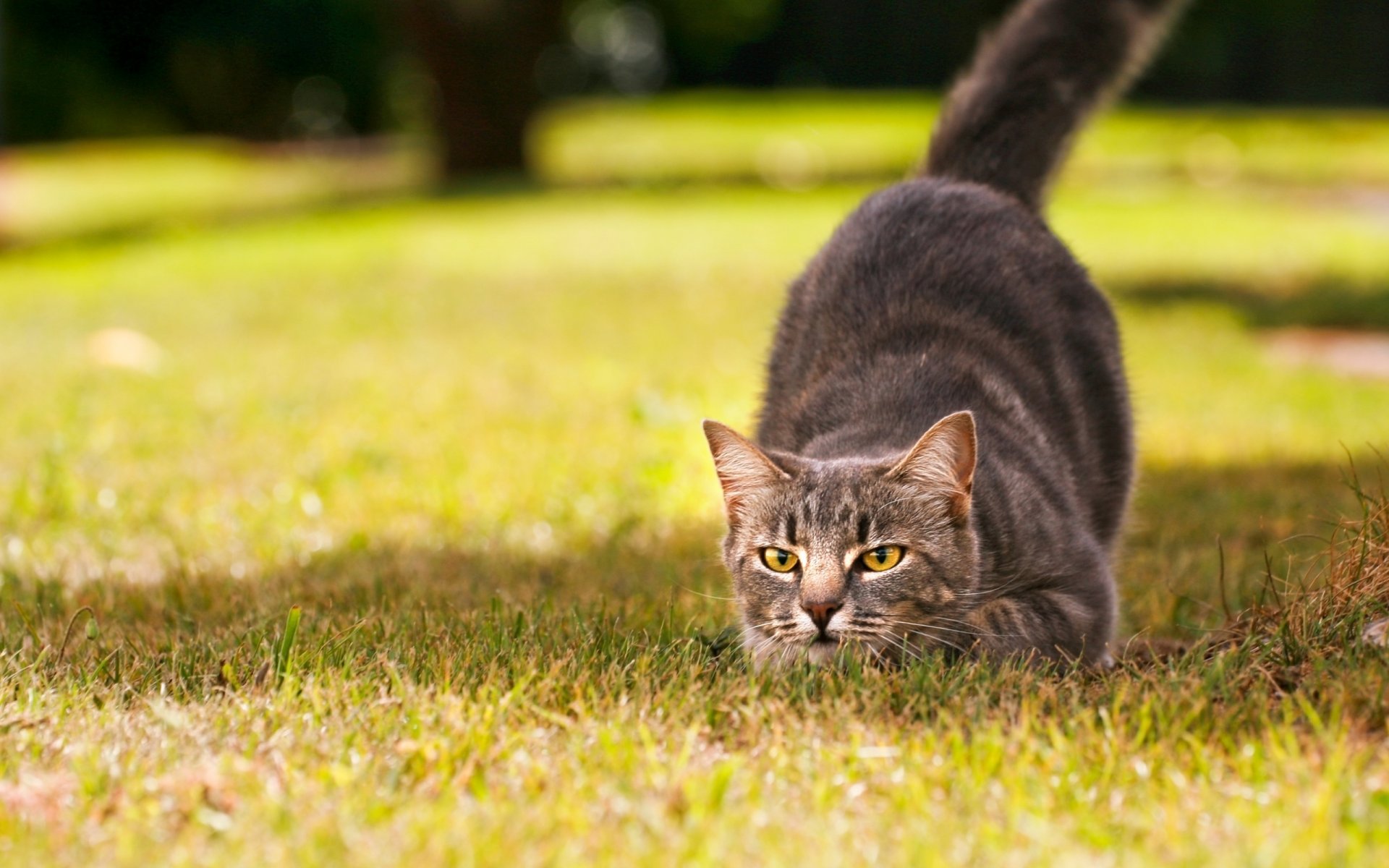 nature grass sun day cat snout eyes color