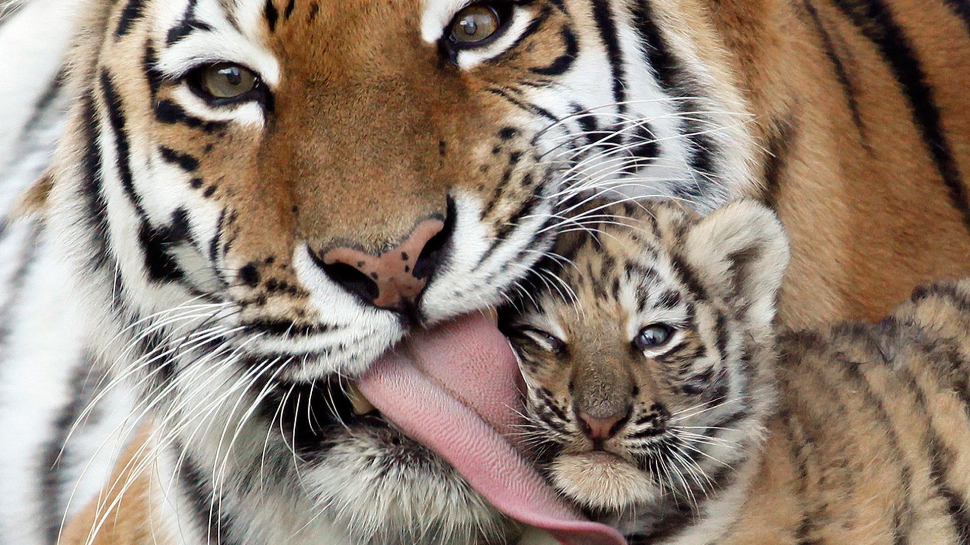 tigre cachorro de tigre lengua cuidado comadreja