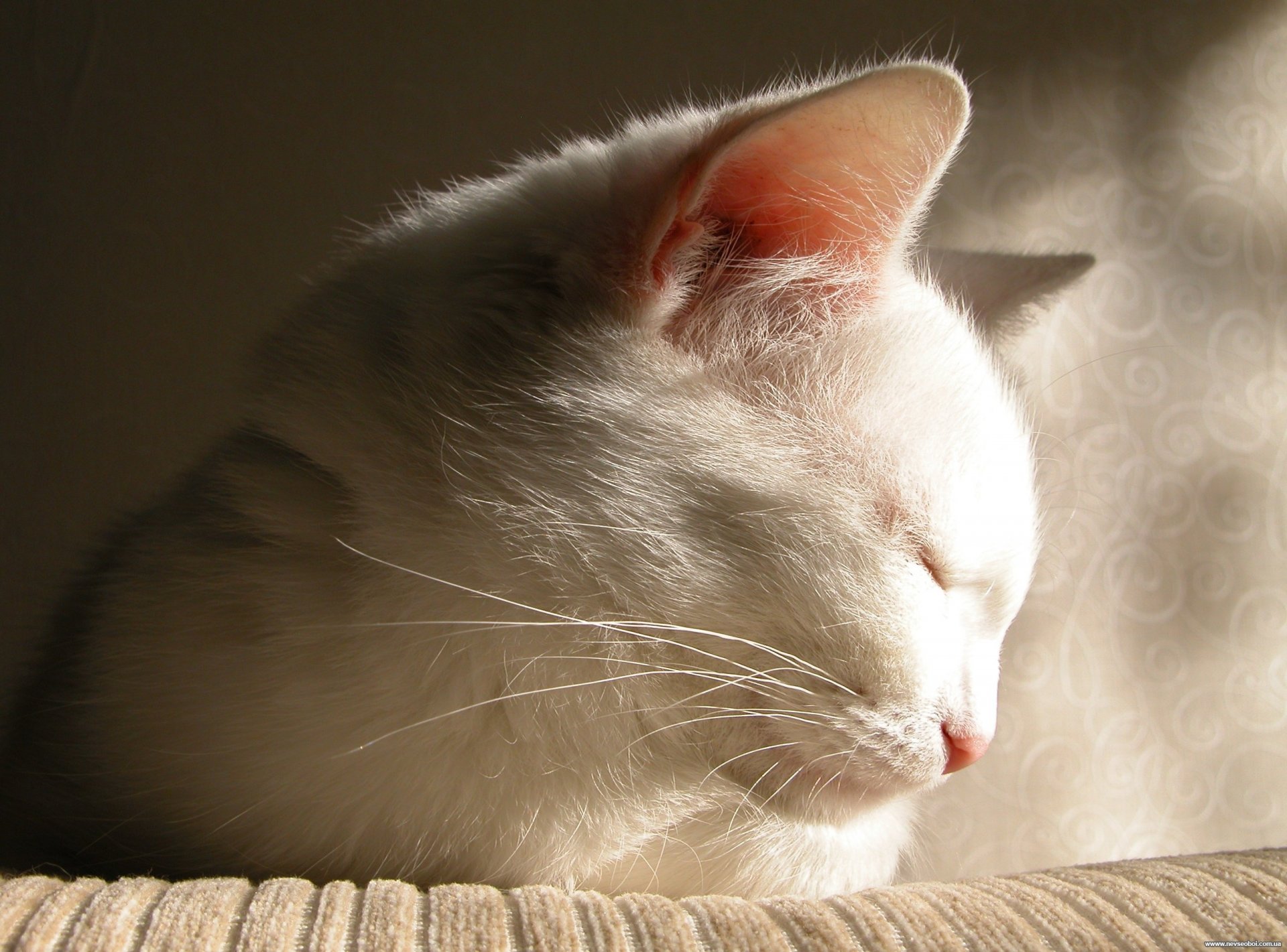 cat white sleep cute