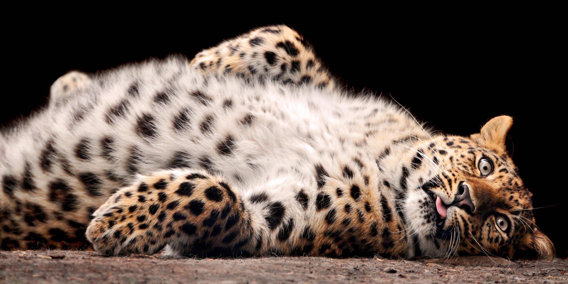 leopardo addome peloso