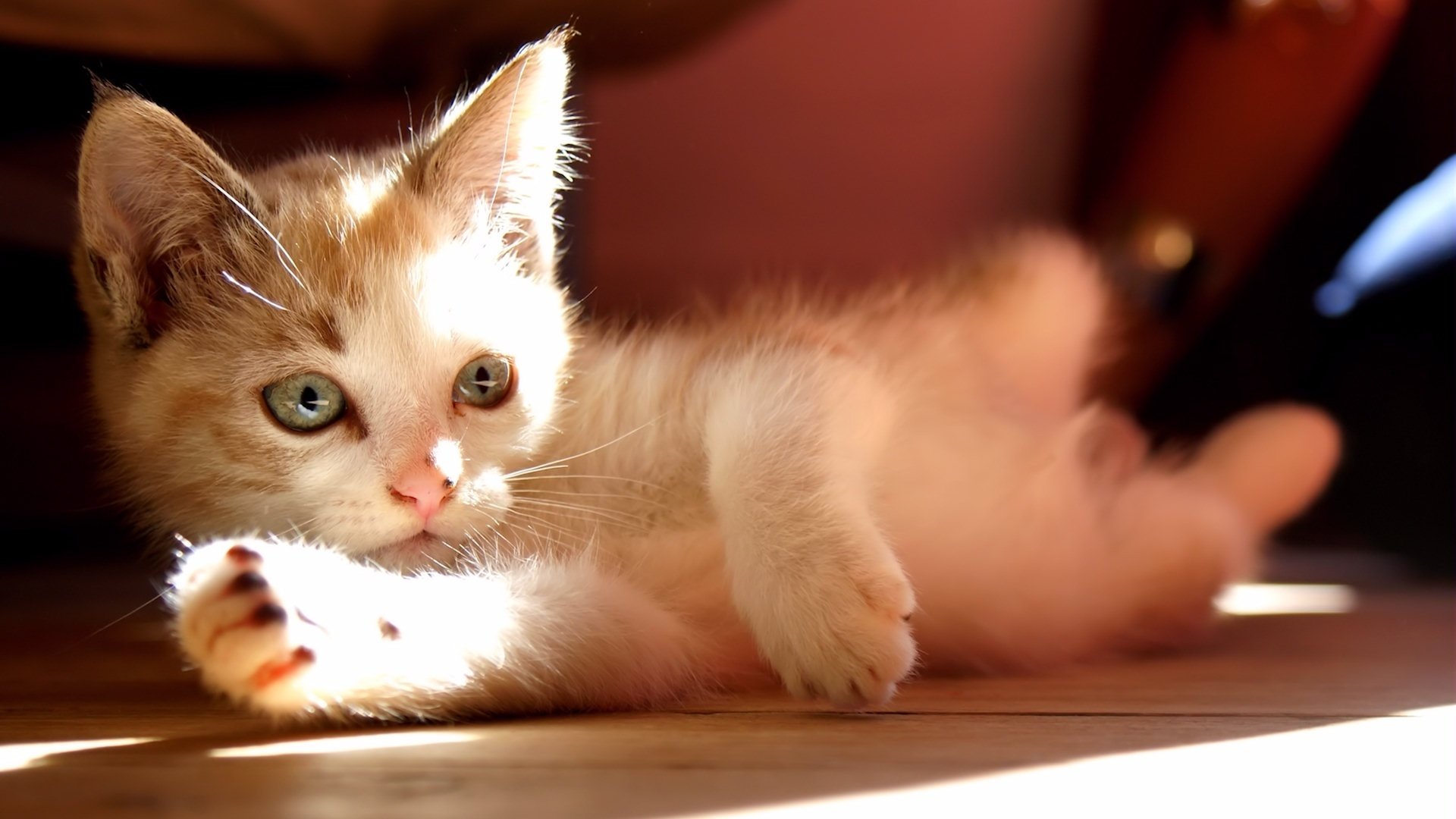 gatti gattino sole guarda si trova