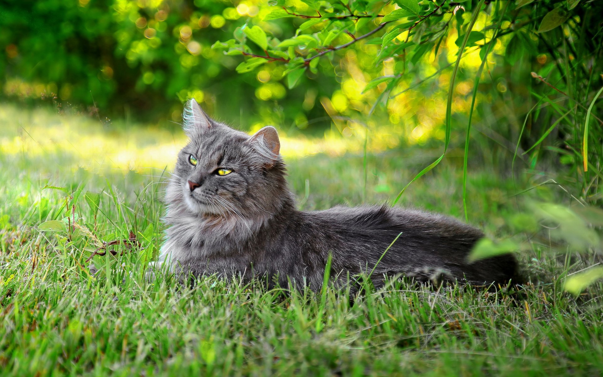 chat herbe été