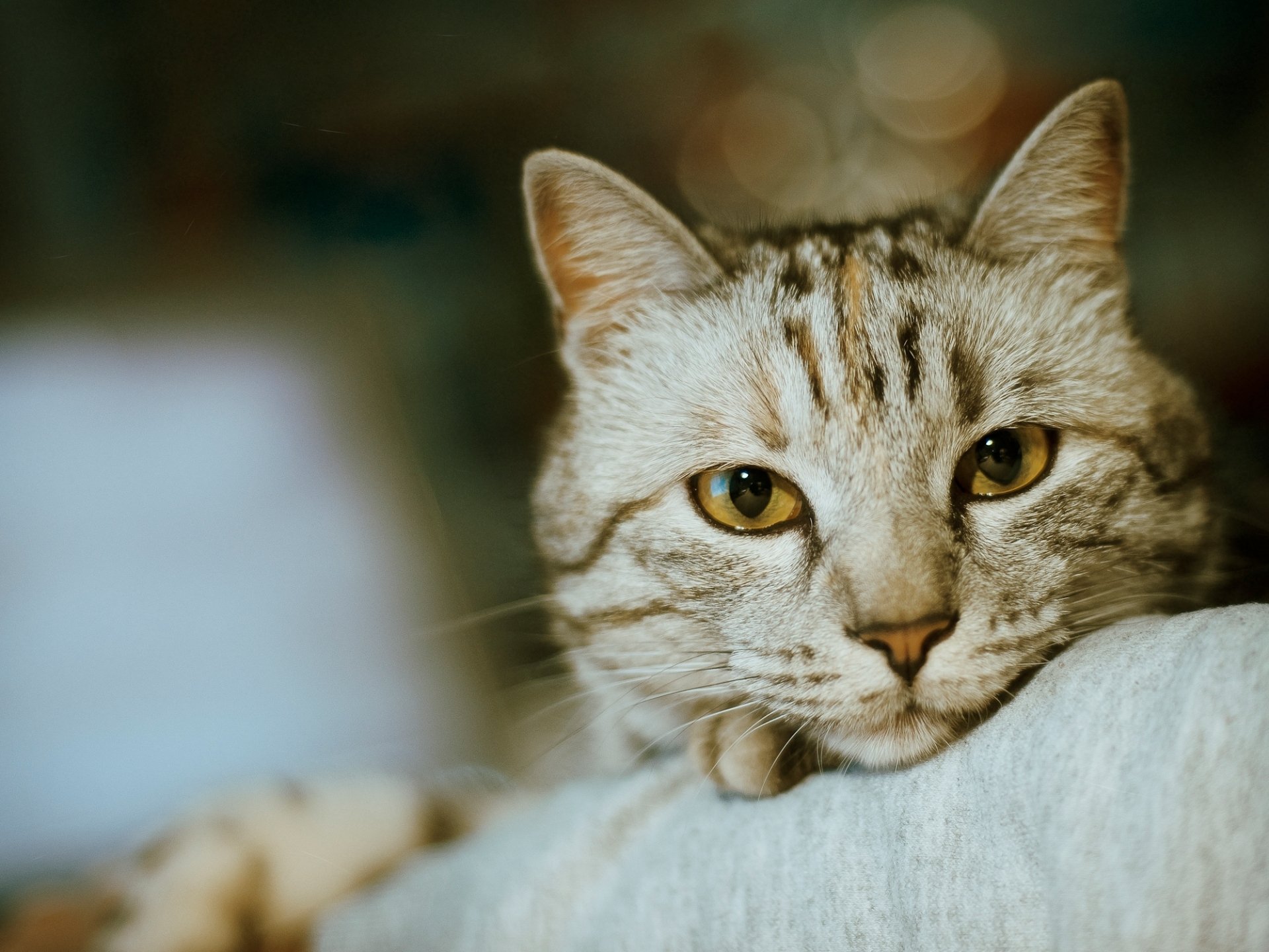 gato cara ojos bigote nariz foto bokeh