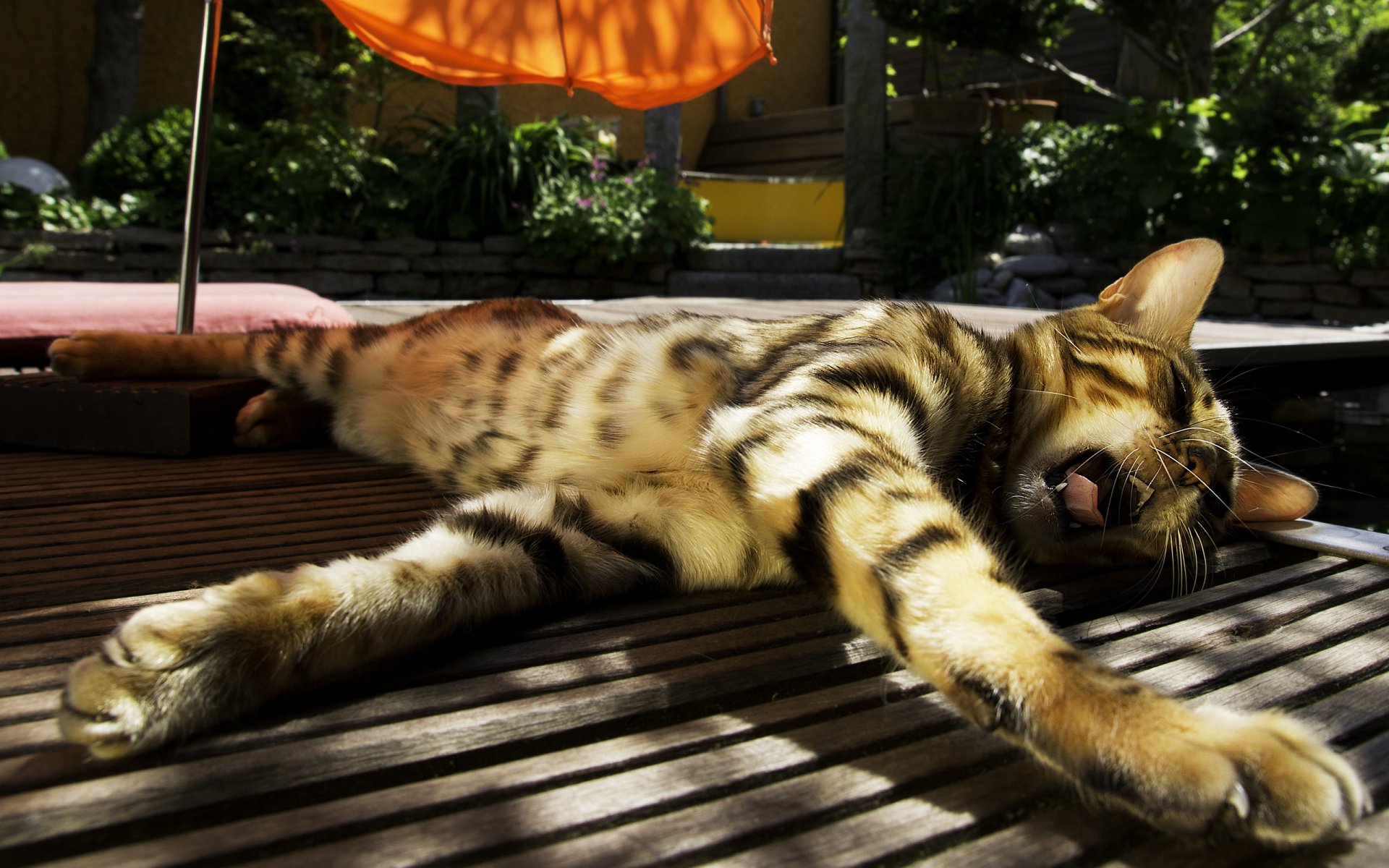 katze gestreift liegt gähnt sonne regenschirm