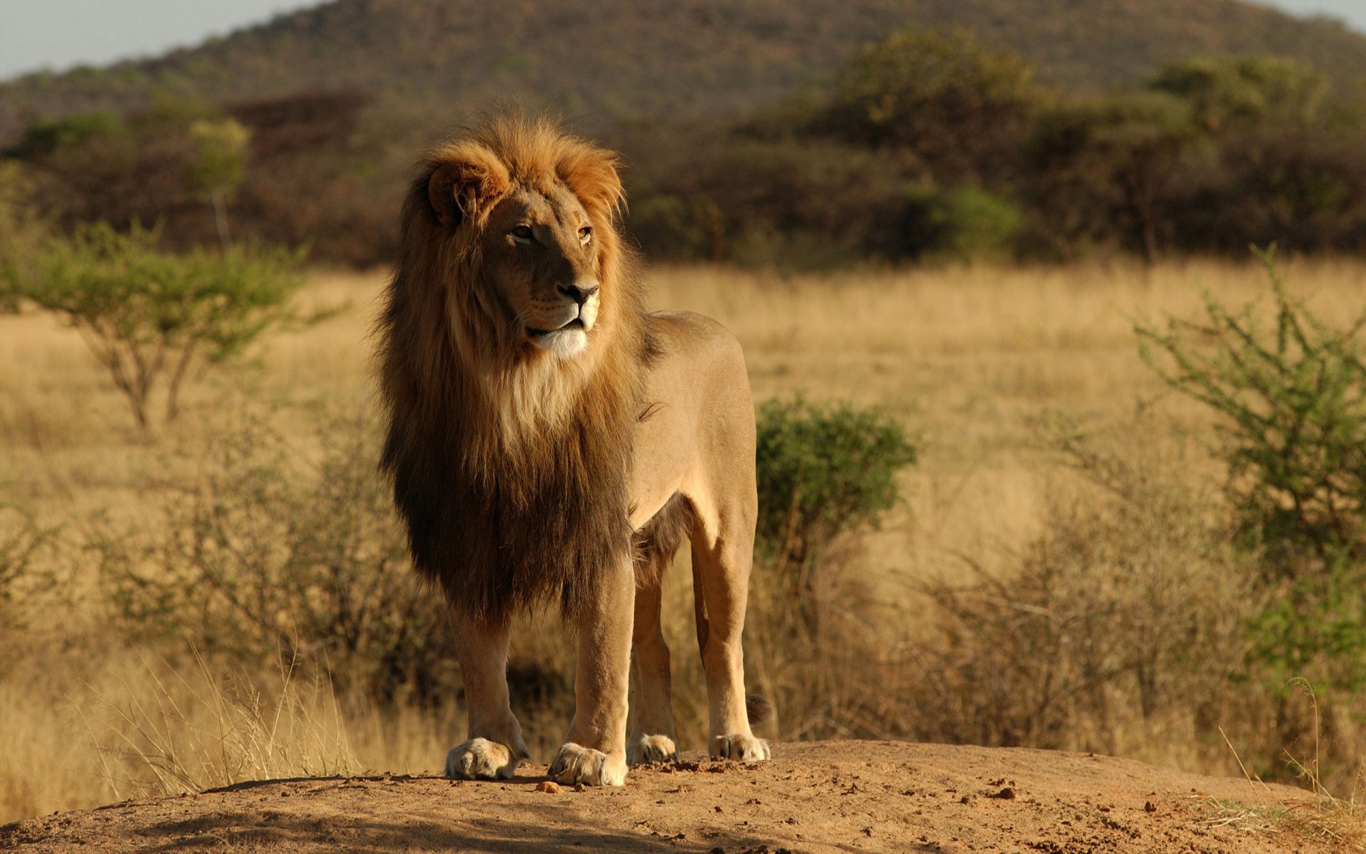 gatos salvajes animales leones león áfrica naturaleza árbol árboles