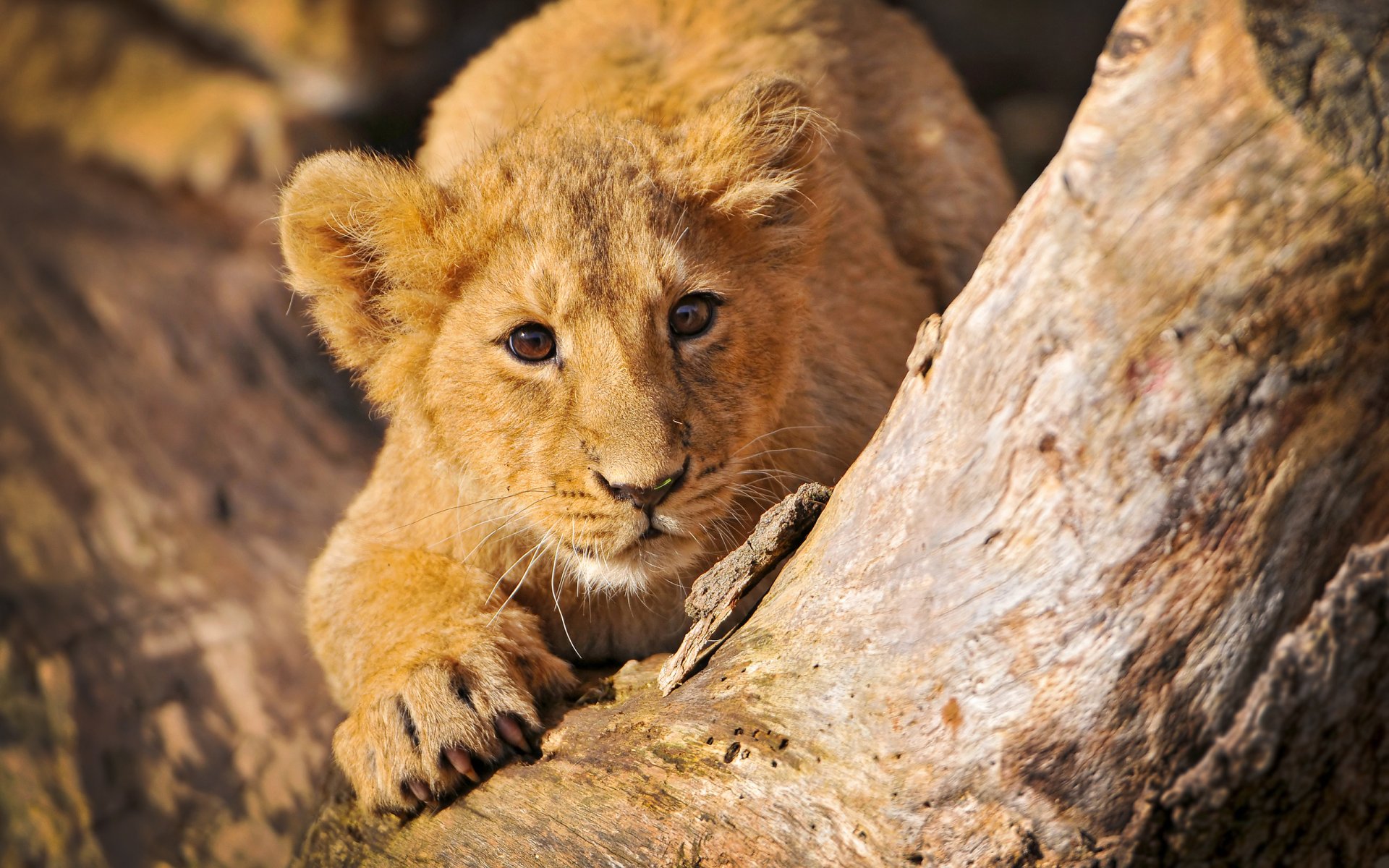 gatos salvajes león leones niños pequeños árbol tronco tocones cáñamo depredadores