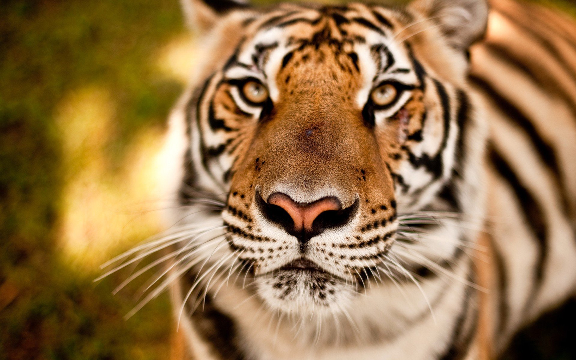 tiger blick schnauze augen