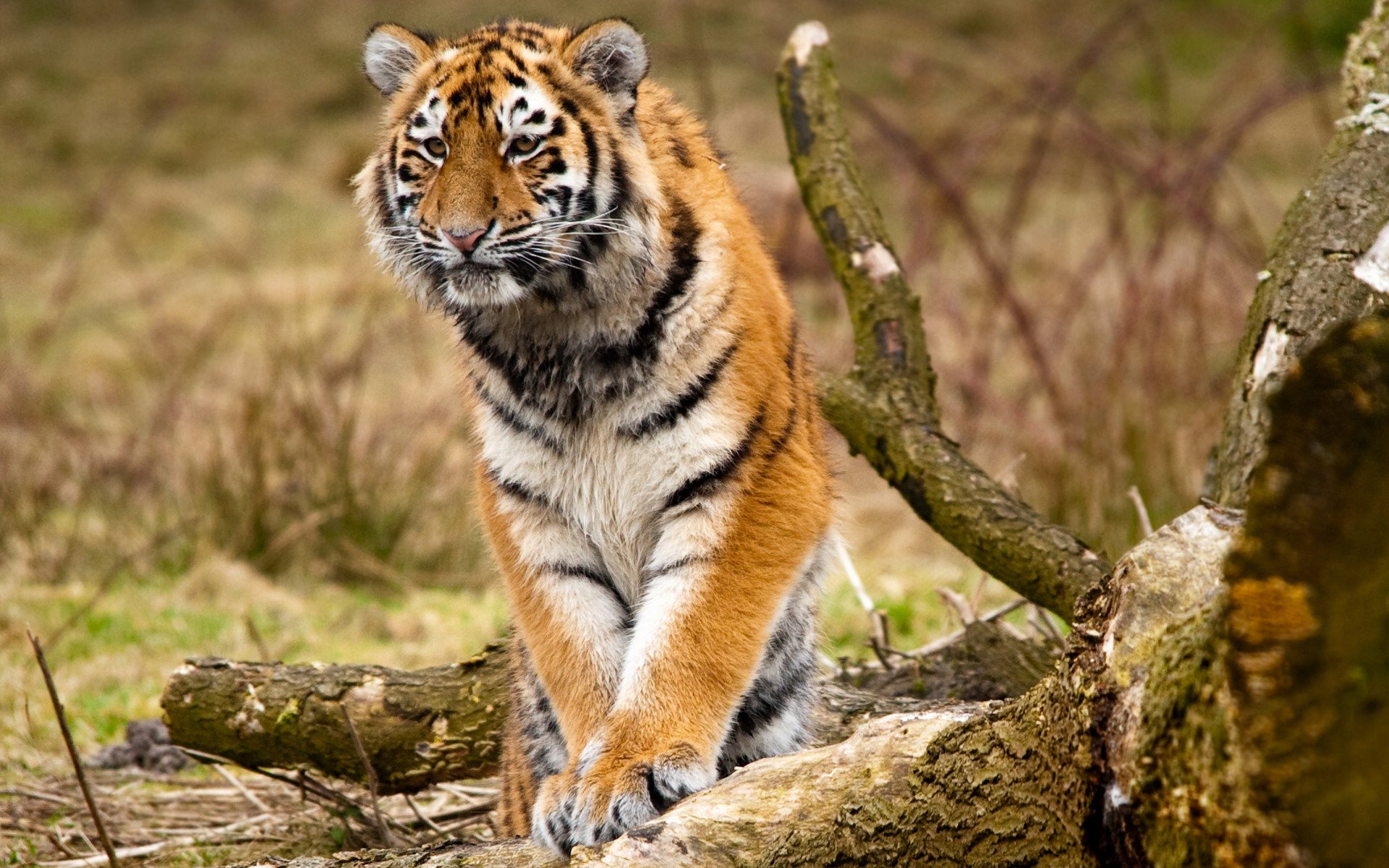 gatti selvatici animali tigri siberiane natura predatori tronchi alberi zampe