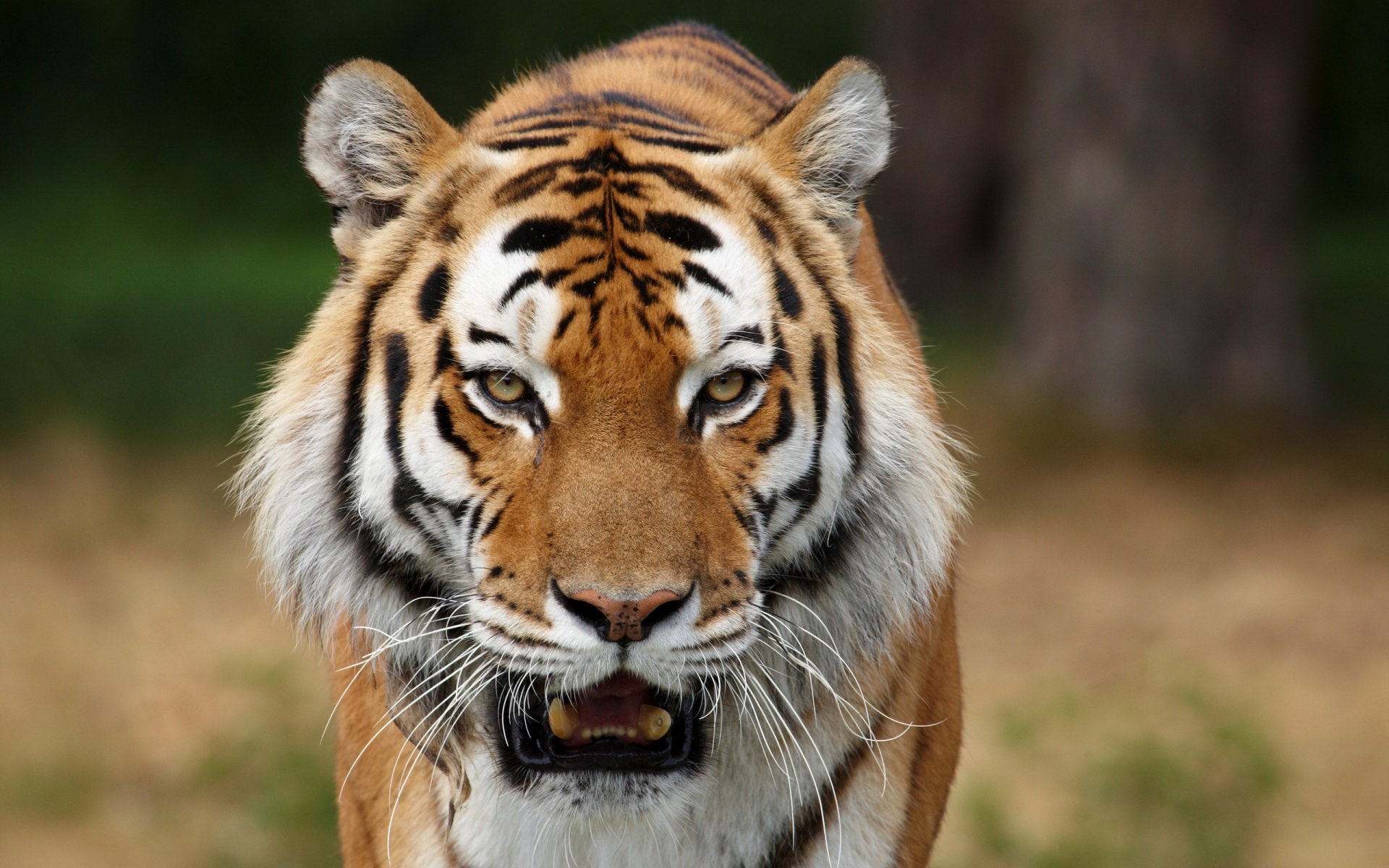 gatos salvajes tigres siberianos depredadores fotos de animales