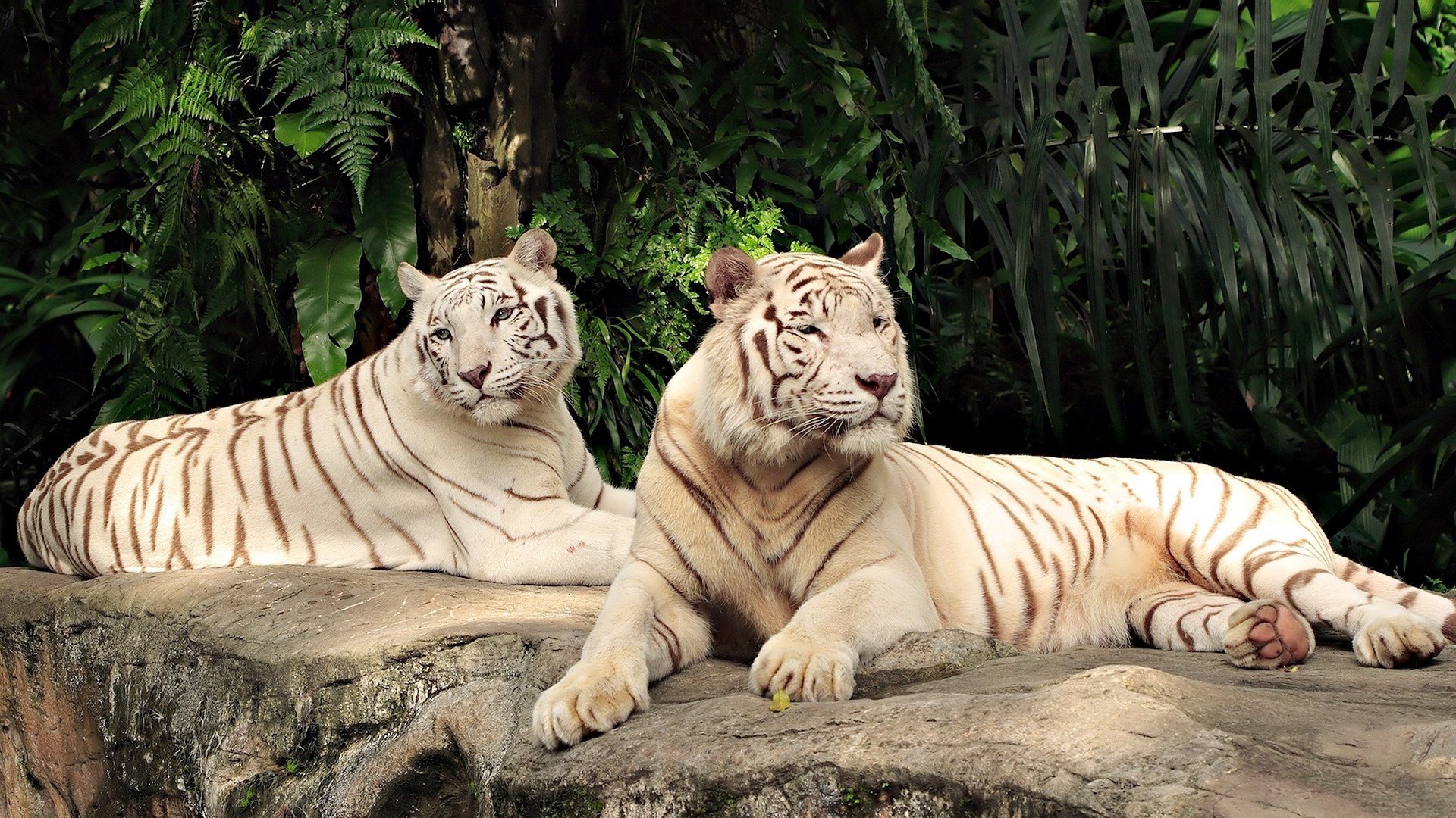 tigres blanco gatos pareja