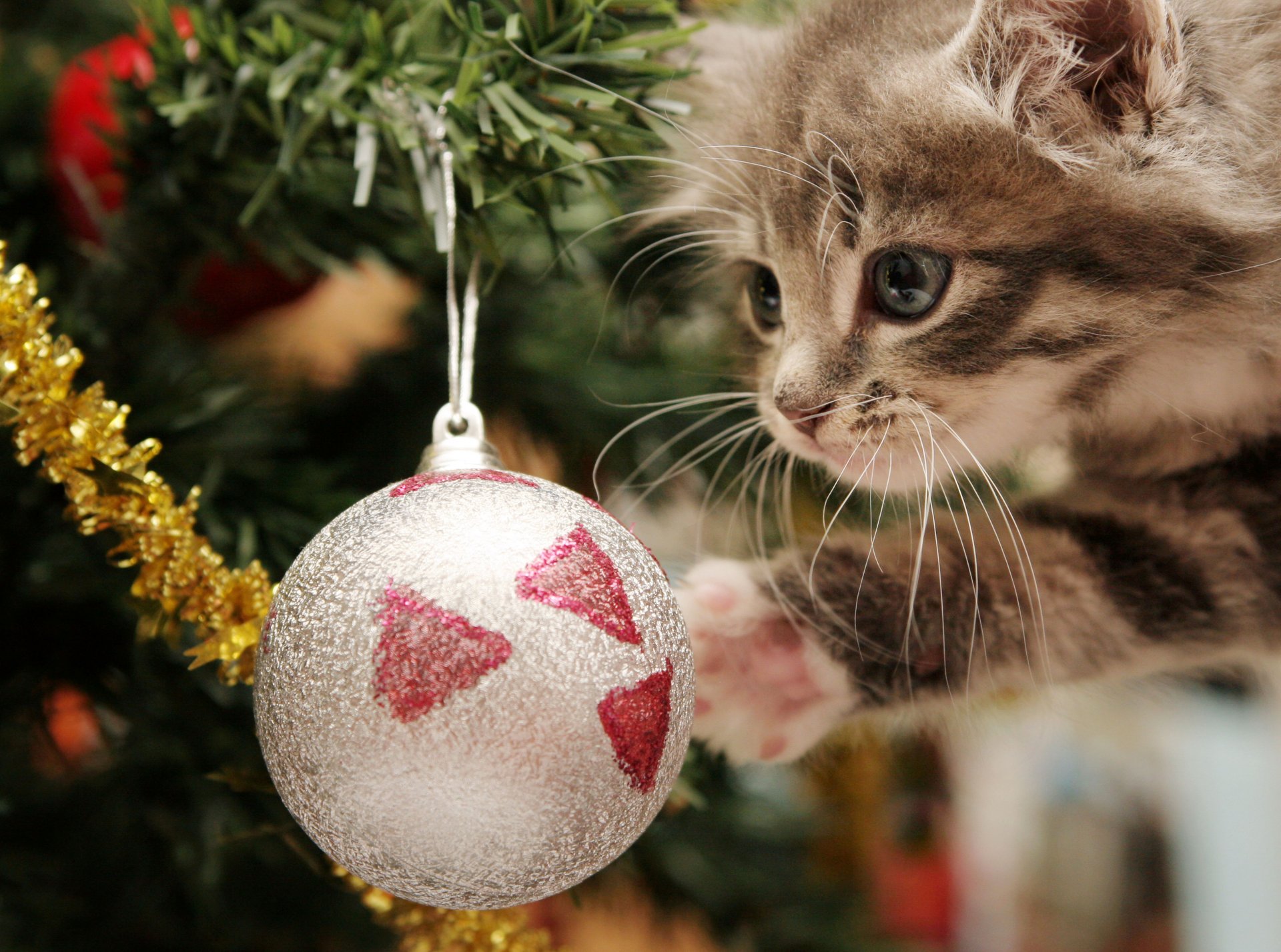 happy kitten playful new year christmas tree balls tinsel holiday