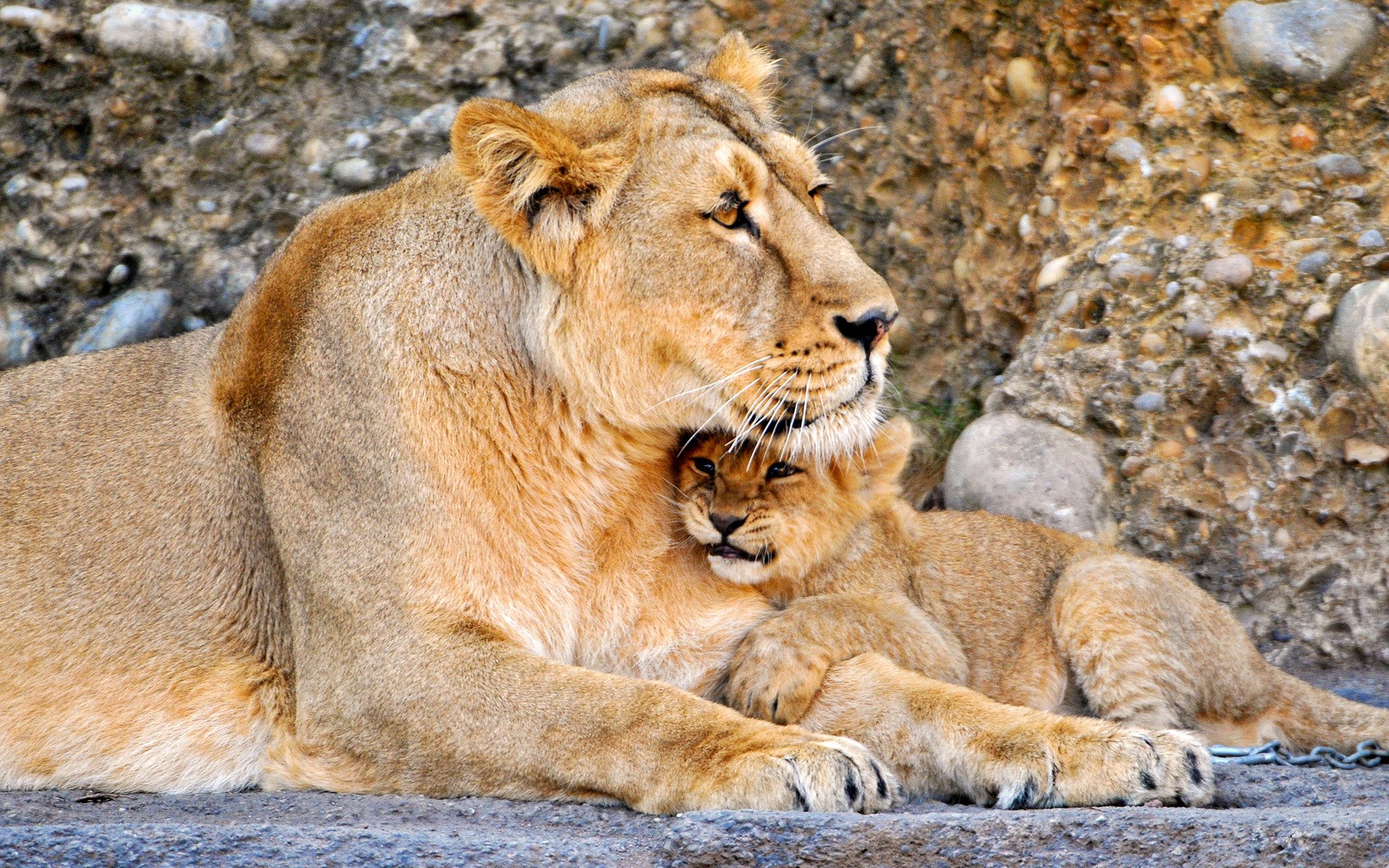 chats lions lion enfant