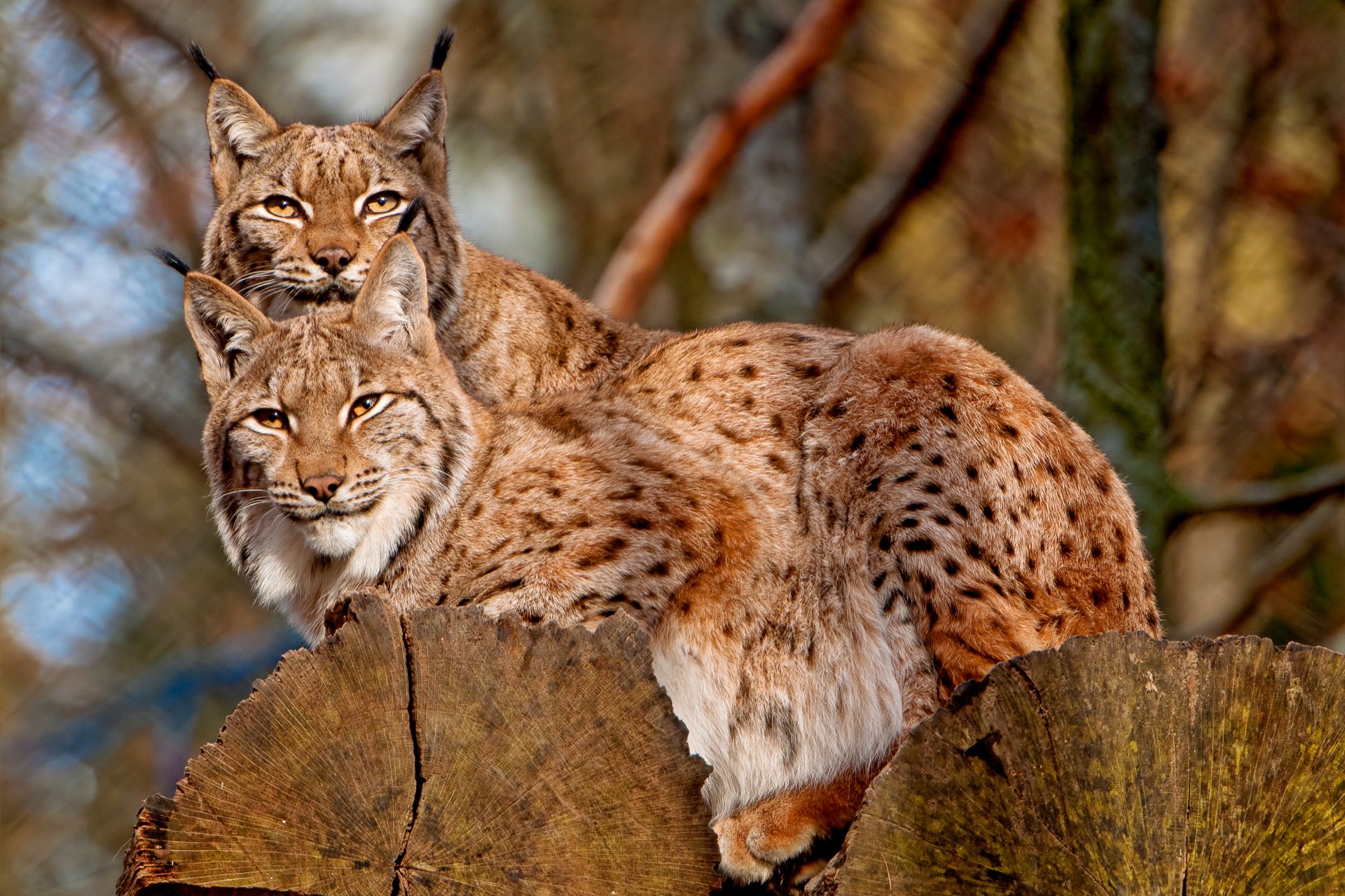 lynx deux sur un arbre