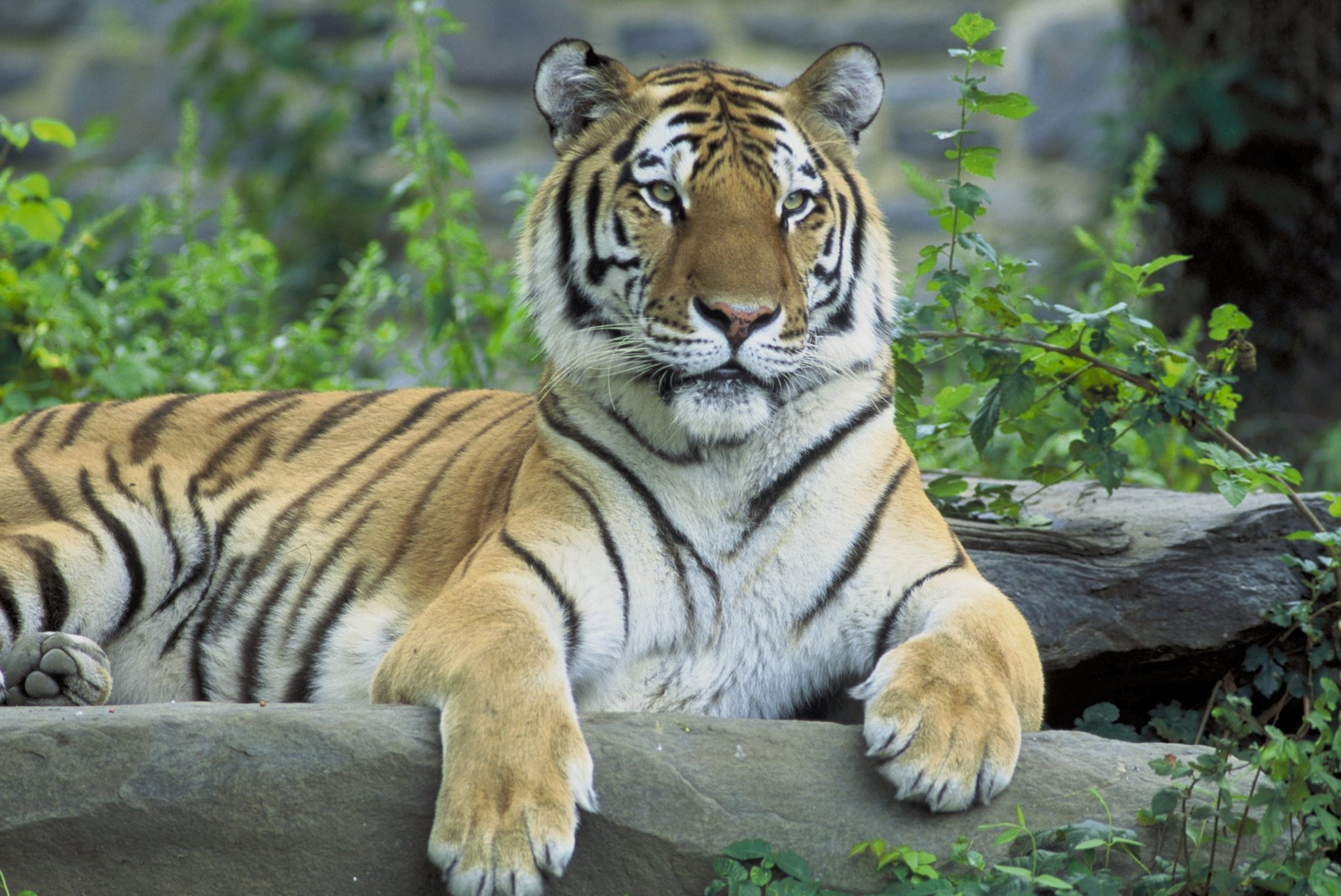 tiger siberian siberian tiger