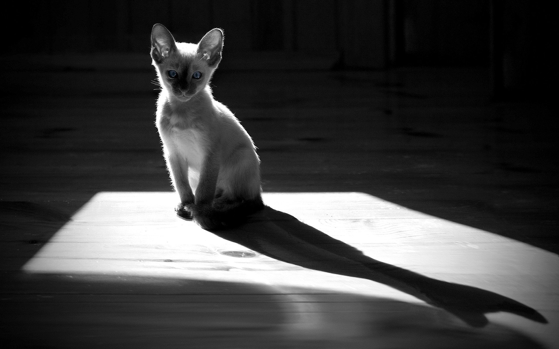 cat cat floor shadow silhouette monochrome contrast