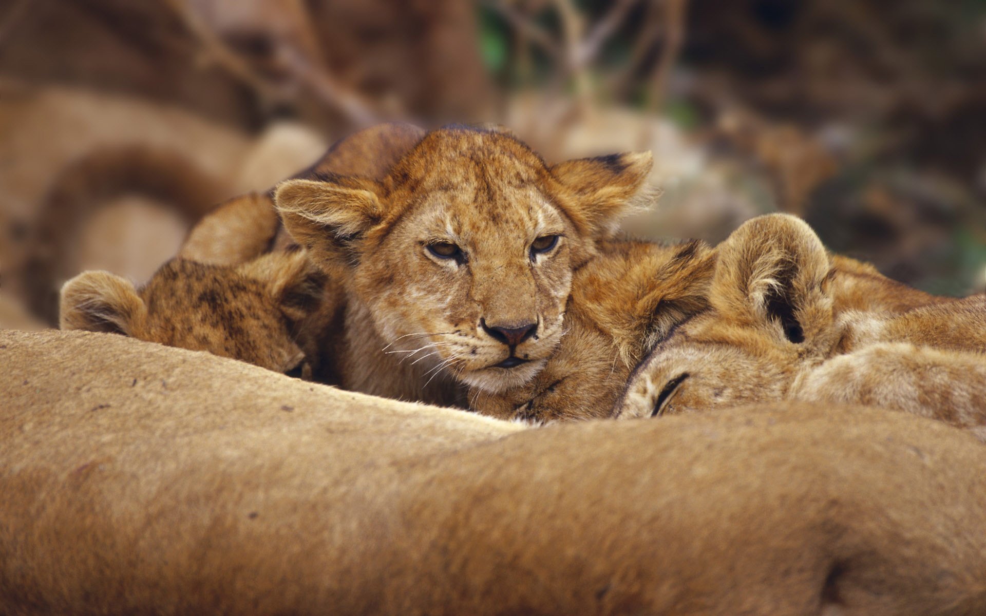 león leones gato león