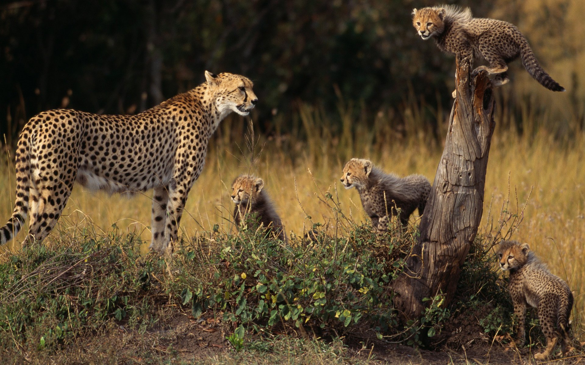 guépard famille animaux